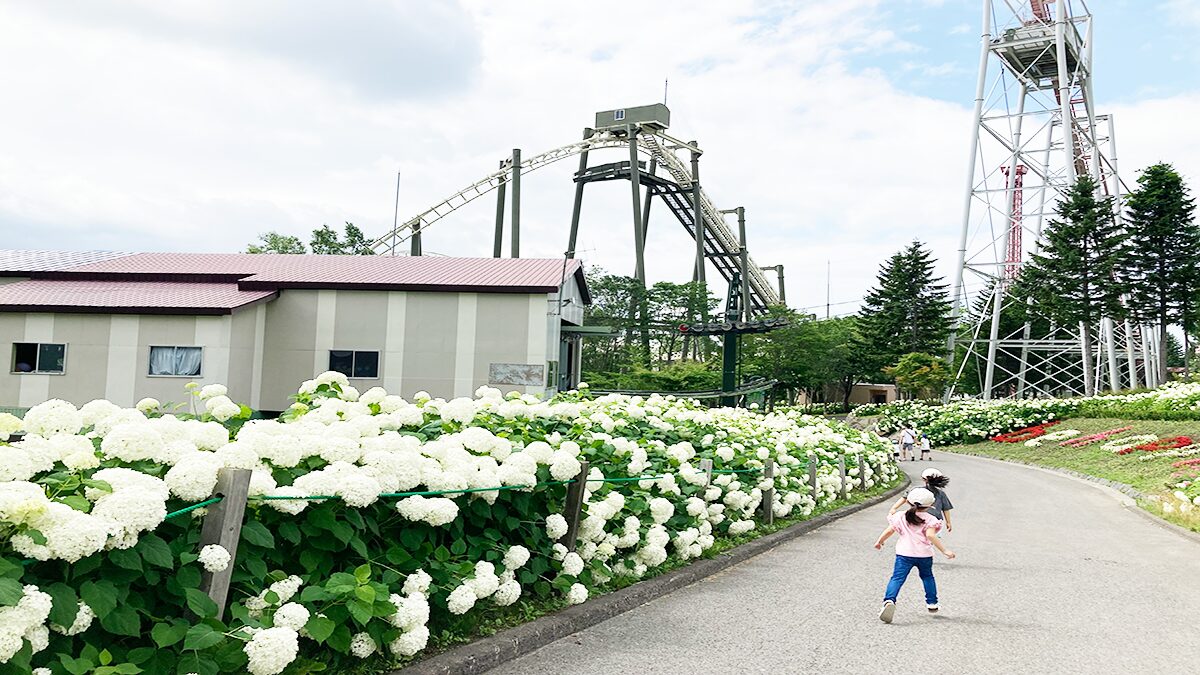 ルスツリゾート&コンベンションのアナベルが続く道